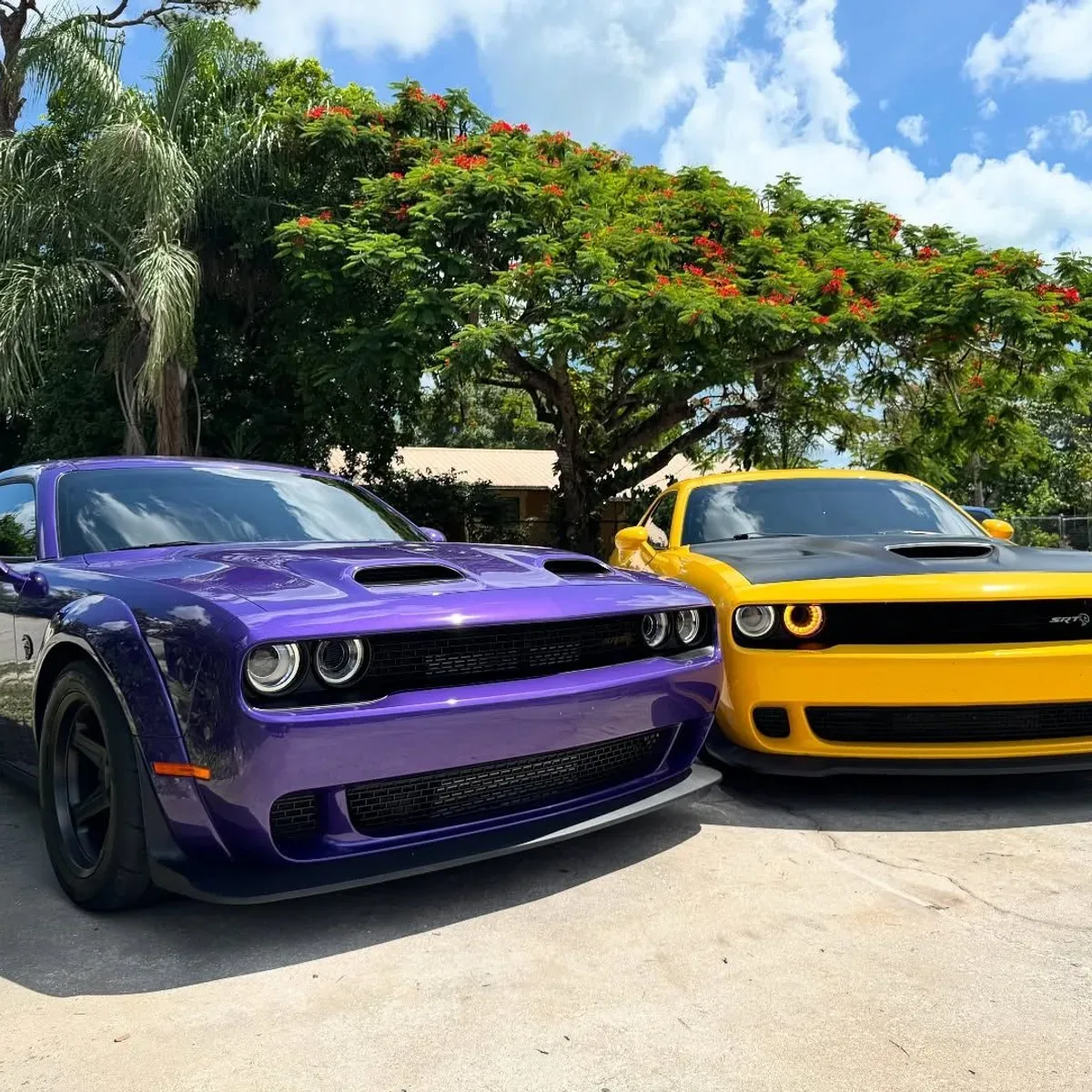 Purple and yellow Dodge Challengers after tint